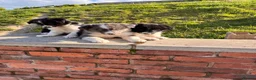 Border Collie dogs for sale: Beautiful Border Collie Puppies  - Advert 8