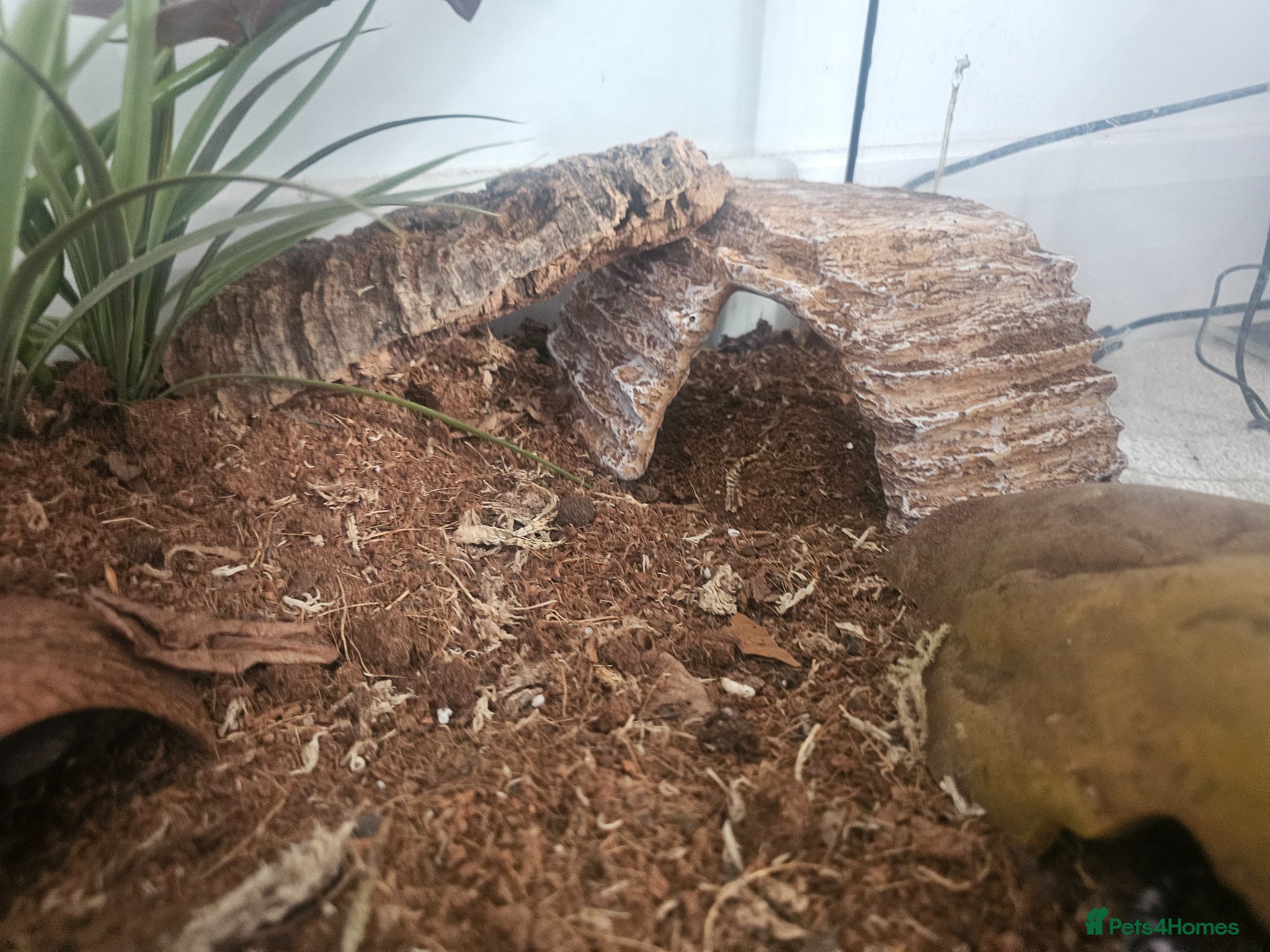 Leopard Gecko reptiles for sale: Male leopard gecko and equipment in Hemel Hempstead - Advert 7