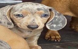 Dachshund dogs for sale: Miniature Dachshund  - Image 4