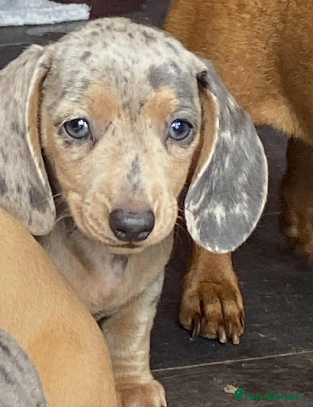 Dachshund dogs for sale: Miniature Dachshund  - Image 4