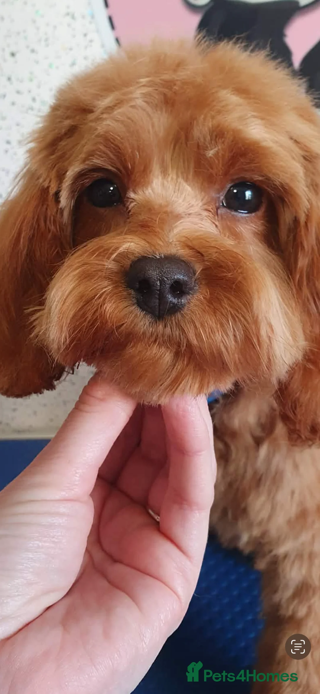 Cavapoo dogs for sale: Stunning Cavapoo female  - Advert 1