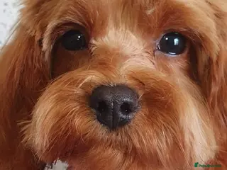 Cavapoo dogs Stunning Cavapoo female - Advert 1