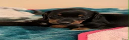 Miniature Dachshund dogs for sale: Miniature dachshund babies  - Advert 5