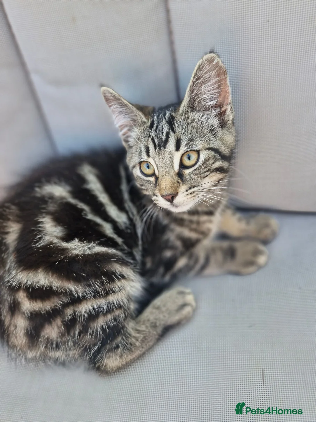 Mixed Breed cats for sale: Beautiful male kitten 8 weeks old - Advert 2