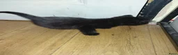 Bengal cats for sale: Rare Silver Smoke Bengal and Black Kittens. MALES - Advert 9
