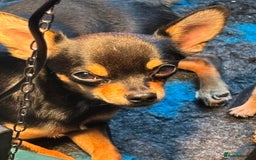 Chihuahua dogs for sale: Beautiful boy - Image 2