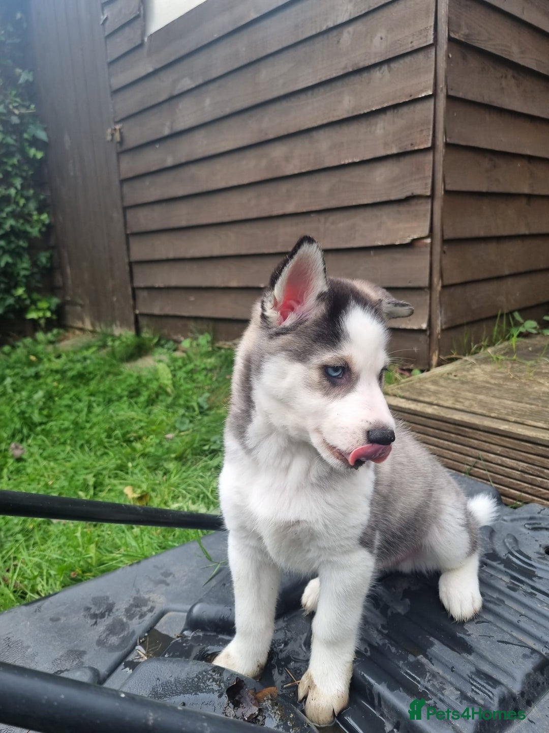 Mixed Breed dogs for sale: Pomsky for sale - Advert 9