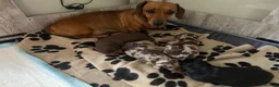 Miniature Dachshund dogs for sale: Miniature dachshunds smooth hairedKC REG PRA CLEAR - Advert 6