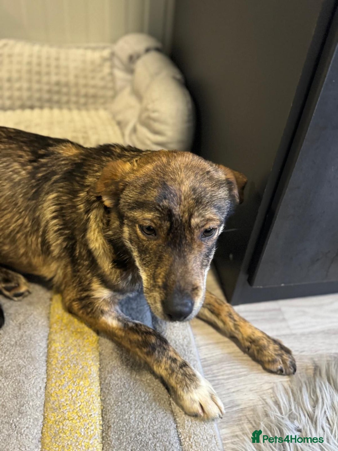 Mixed Breed dogs for adoption: Beautiful Bella needs her special home - Advert 13