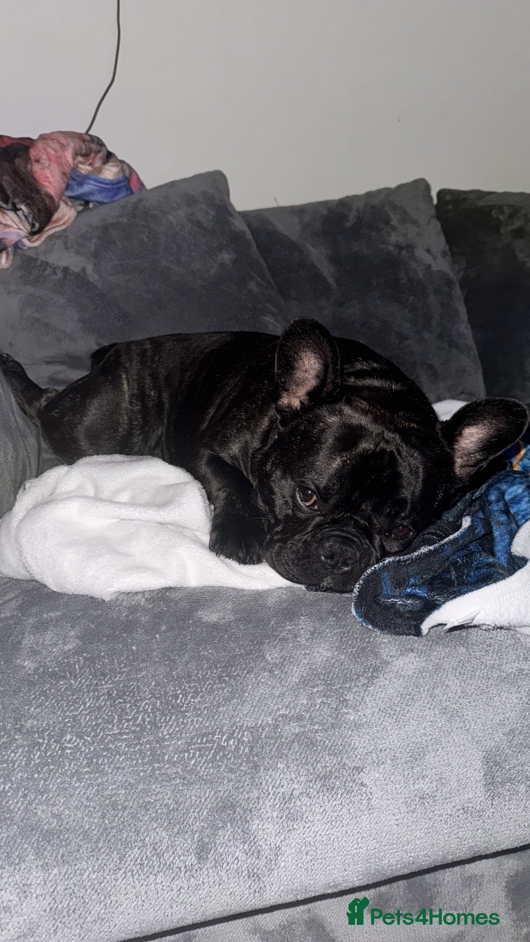 French Bulldog dogs for sale: One year old, male frenchie - Advert 4