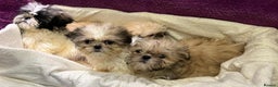Shih Tzu dogs for sale: Shih Tzu puppy's - Advert 5