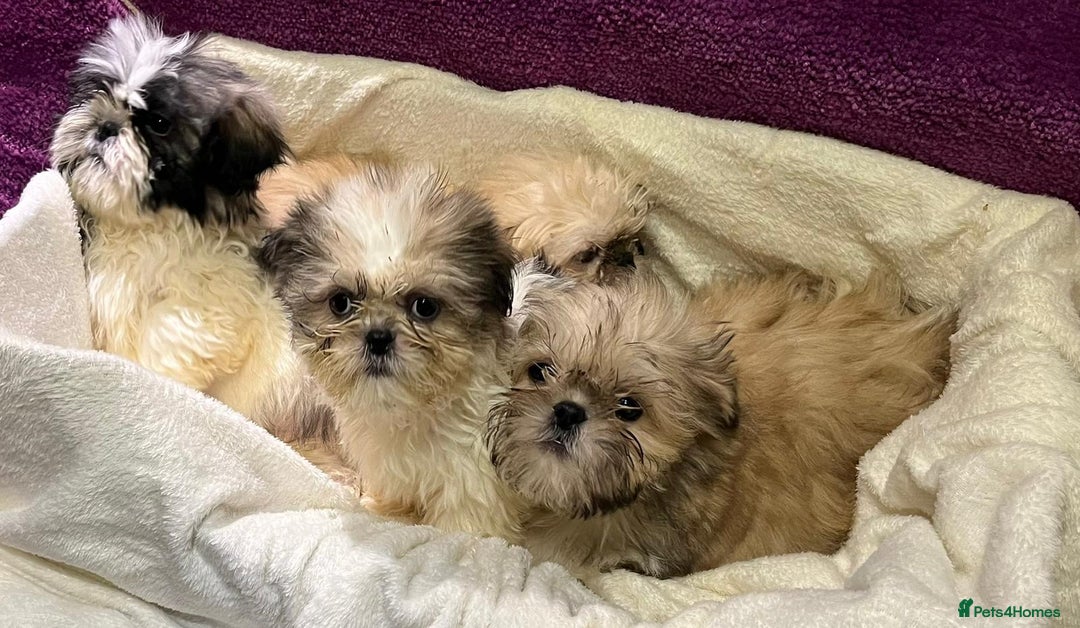 Shih Tzu dogs for sale: Shih Tzu puppy's - Advert 5