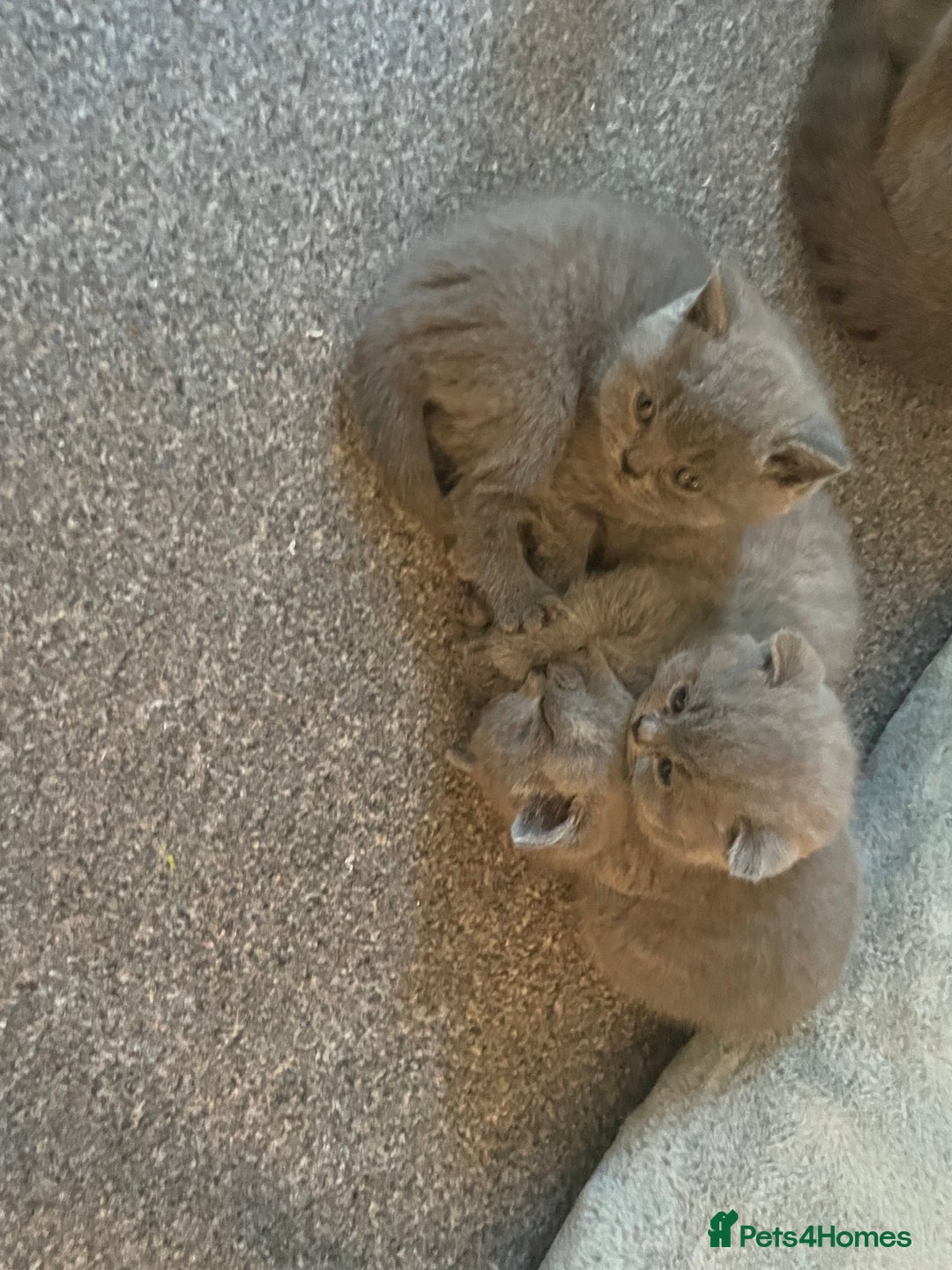 British Shorthair cats for sale: Stunning pure bred BSH kittens - Advert 9