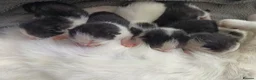 Mixed Breed cats for sale: 6 week old kittens (Not ready to leave mum yet) in Bradford - Advert 10