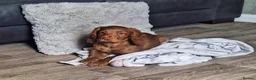 Cocker Spaniel dogs for sale: Cocker spaniel female 1 year old  in Rotherham - Advert 9