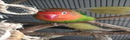 Lovebirds birds for sale: Flock of love birds  - Advert 2
