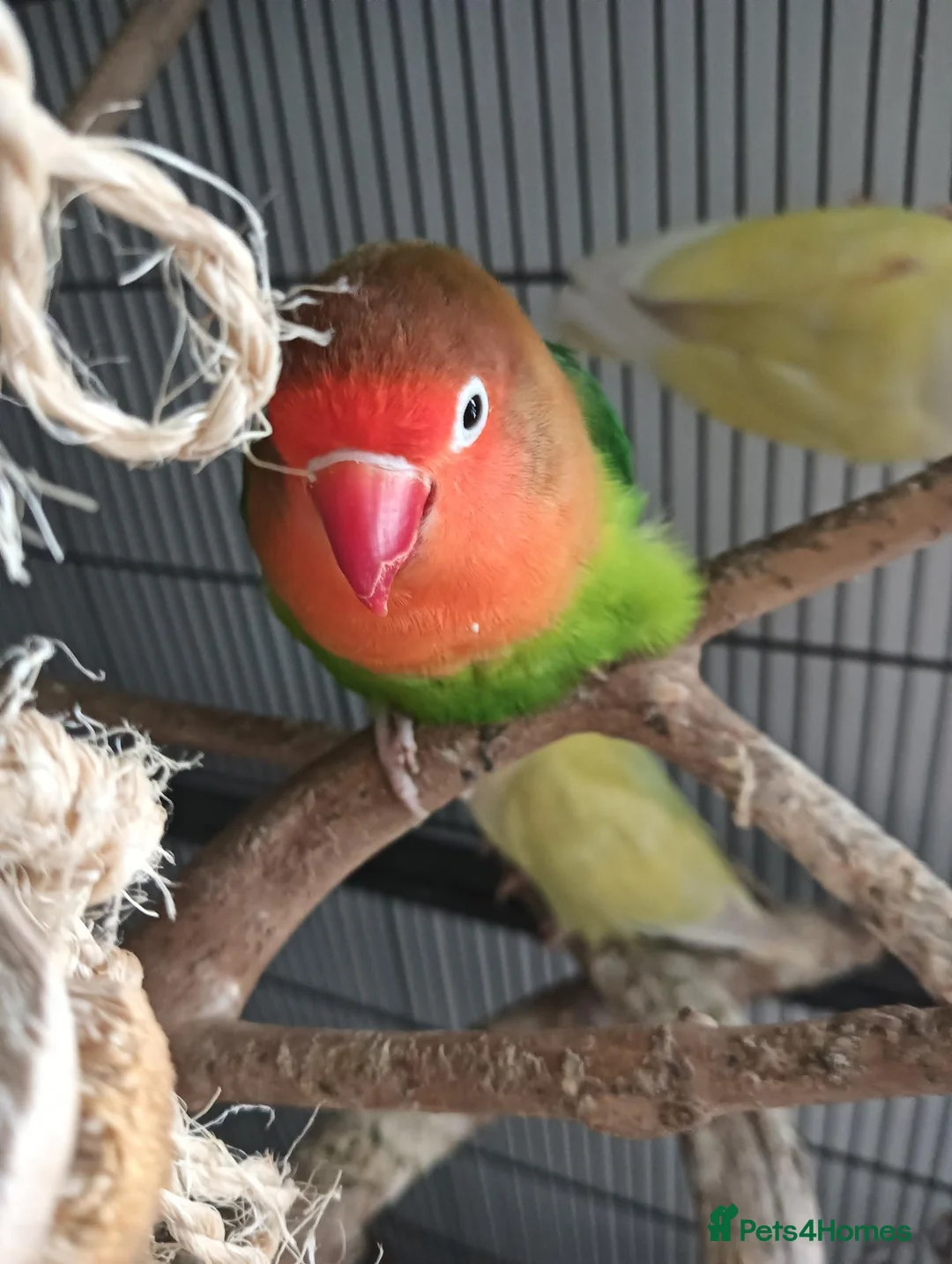 Lovebirds birds for sale: Flock of love birds  - Advert 2