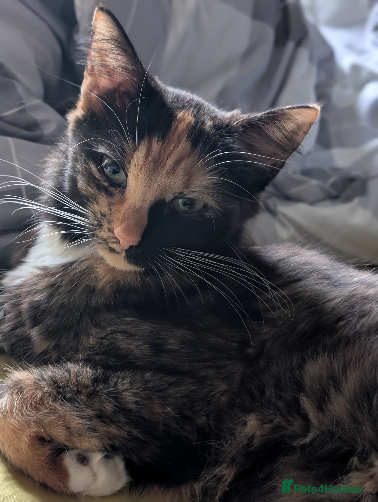 Mixed Breed cats 4 beautiful fluffy babies - Advert 2