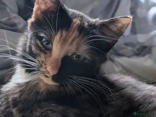 Mixed Breed cats 4 beautiful fluffy babies - Advert 2