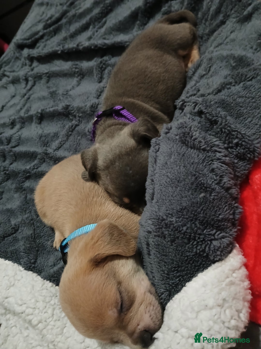 Mixed Breed dogs for sale: French dash pups  - Advert 5