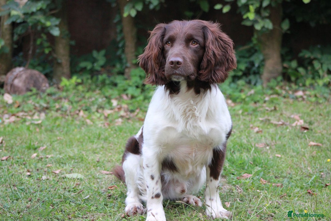 English Springer Spaniel dogs for sale: Springer Spaniel puppies - 2 boys left - Image 8