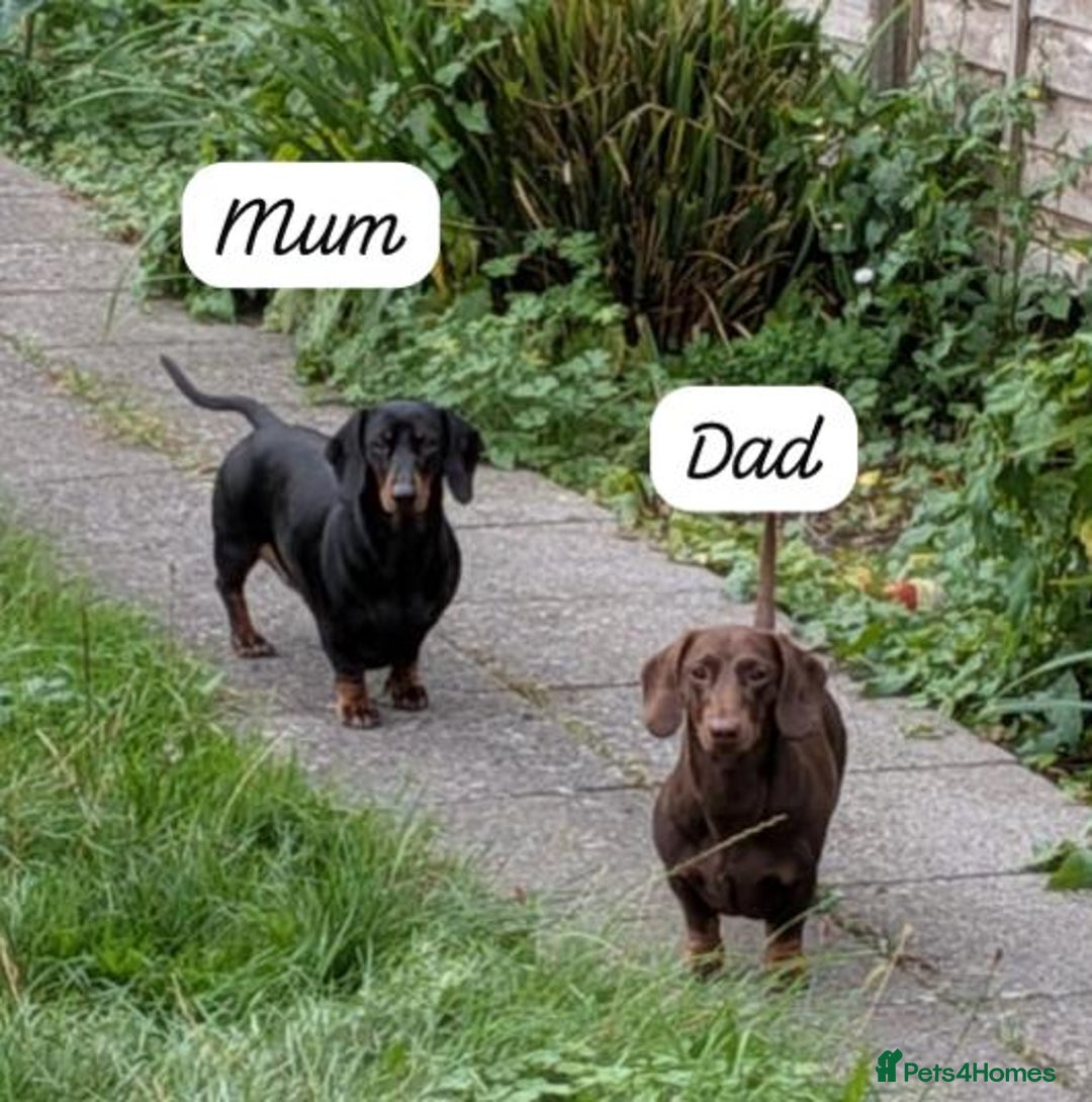 Dachshund dogs for sale: Beautiful Dachshund Puppies – KC Registered Lines - Advert 4