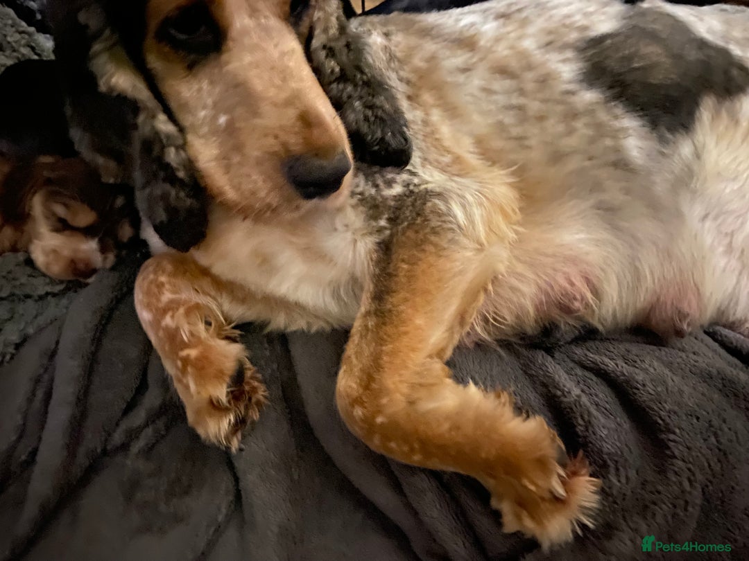 Cocker Spaniel dogs for sale: Show type cocker spaniels - Image 8