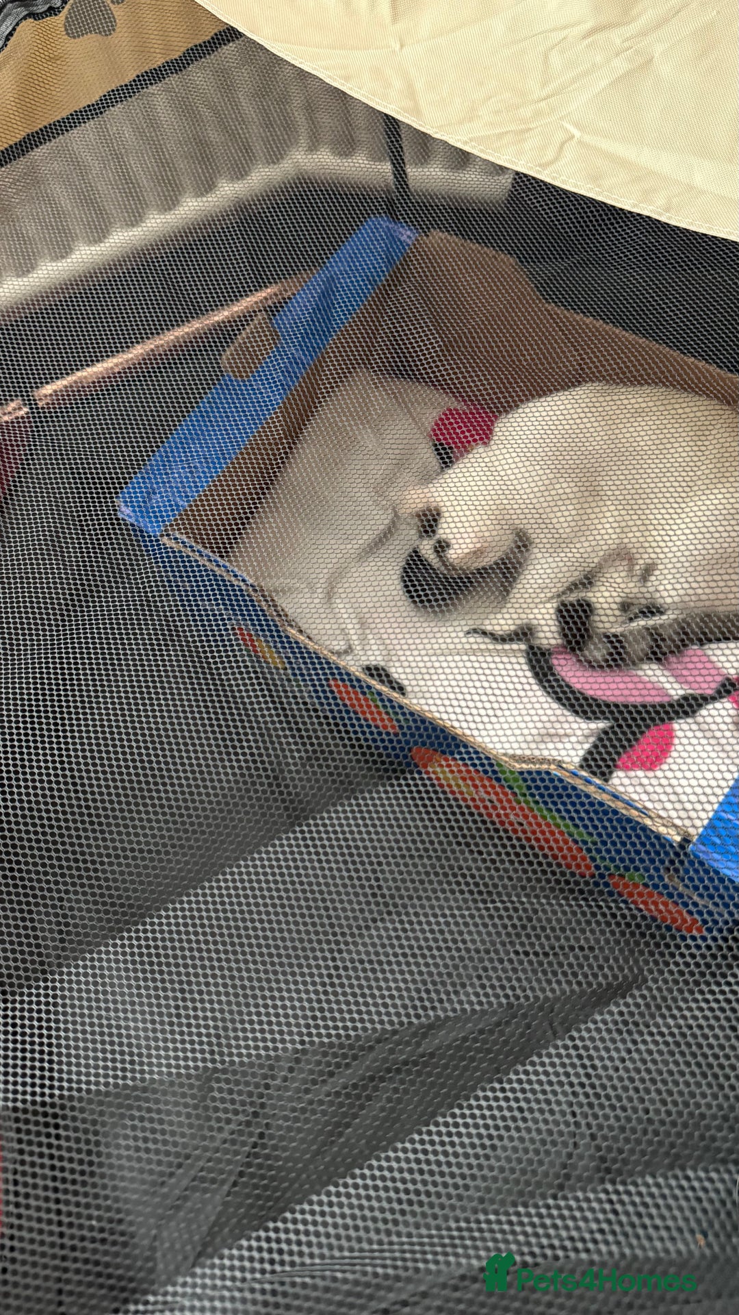 Domestic Shorthair cats for sale: White pregnant cat - Image 2