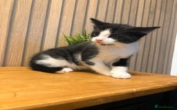 Mixed Breed cats for sale:  Adorable Kittens Ready for Their Forever Homes - Image 1