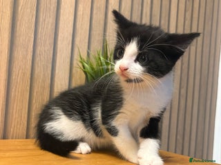 Mixed Breed cats for sale - Advert 1