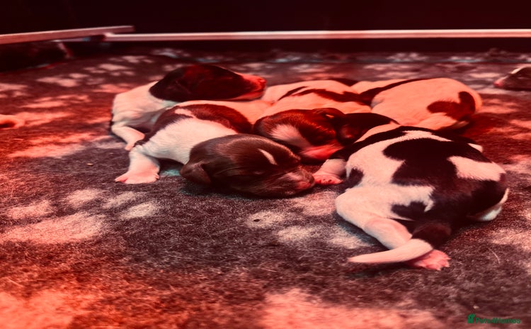 English Springer Spaniel dogs KC English Springer Spaniels  - Advert 16