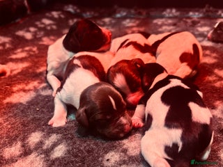 English Springer Spaniel dogs KC English Springer Spaniels - Advert 14