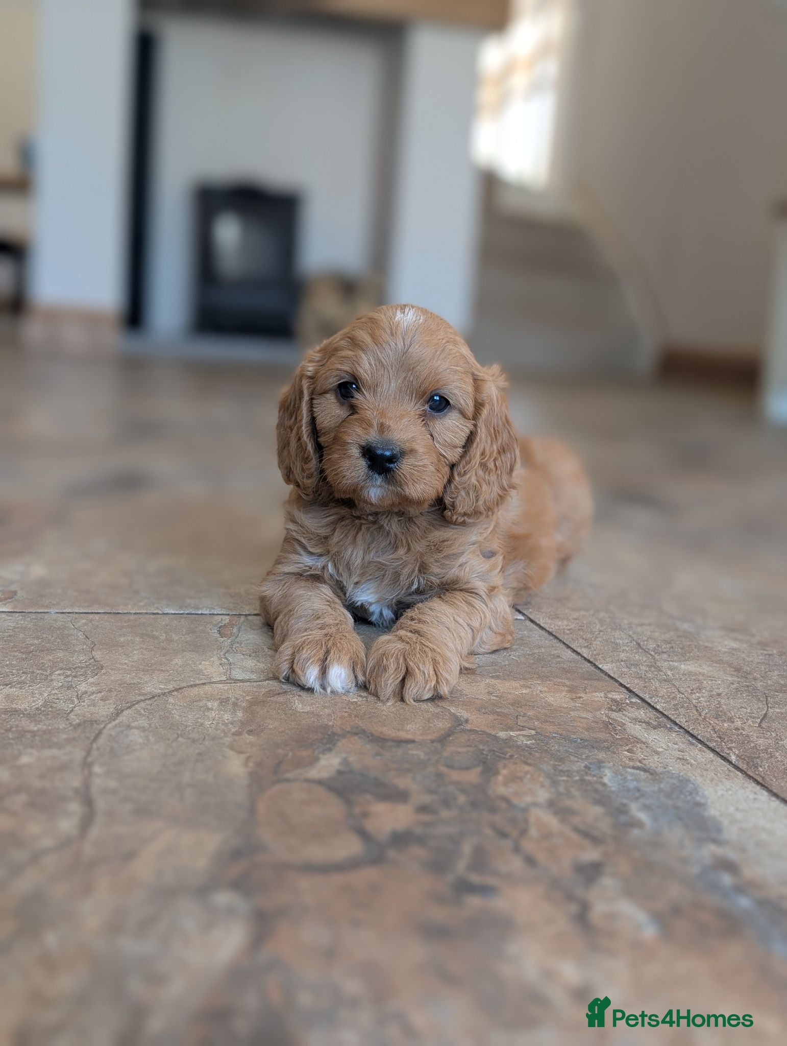 Cavapoo dogs 🌟 F1 Cavapoo Puppies –  Health Tested Parents - Advert 1