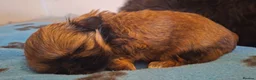 Shih Tzu dogs for sale: 5 beautiful KC reg shih Tzu puppies  - Advert 5