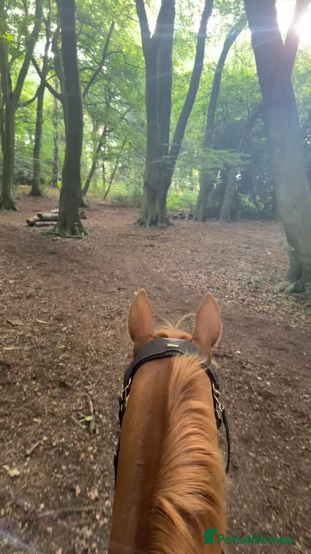 English Thoroughbred horses for sale: 15.3 tb gelding   - Advert 8