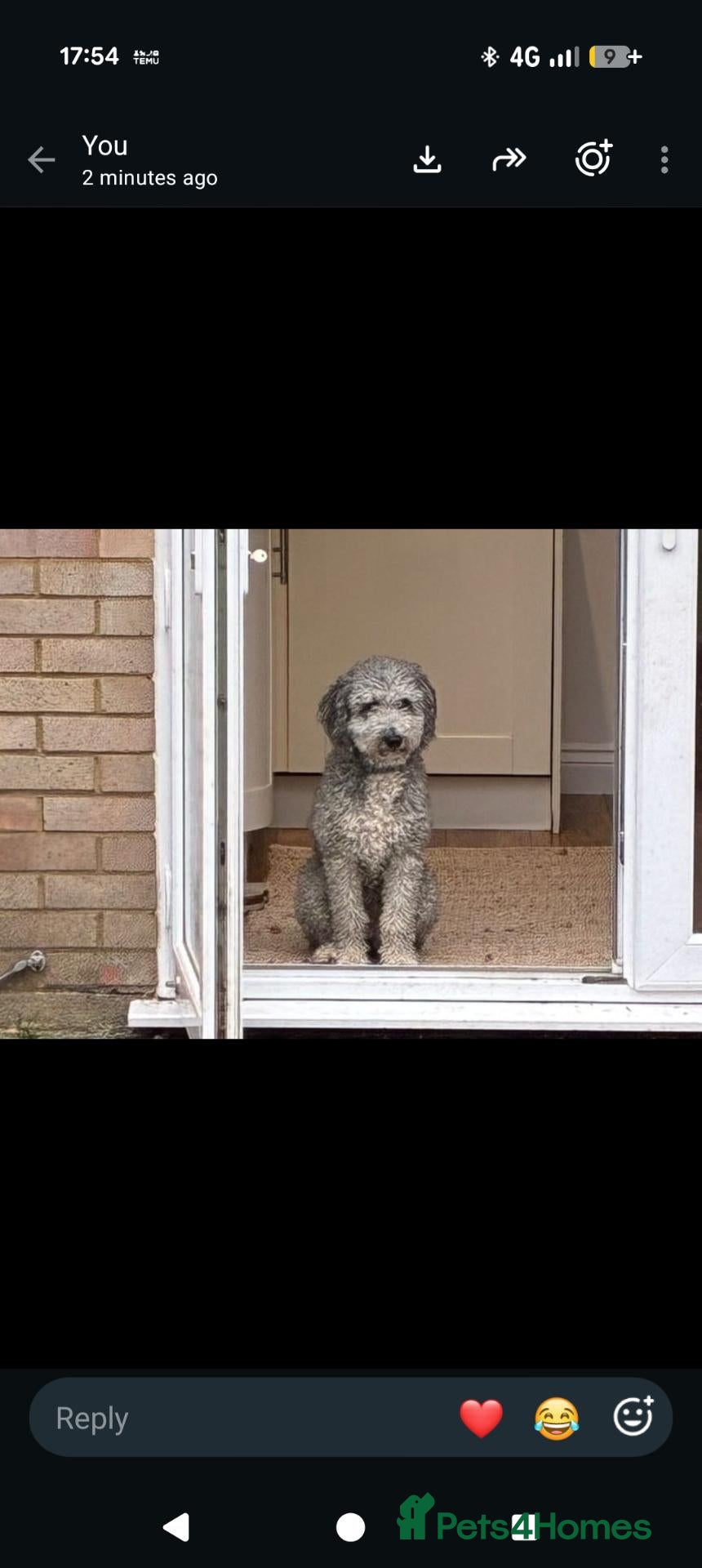 Sheepadoodle dogs Sheepadoddle Puppies  - Advert 2