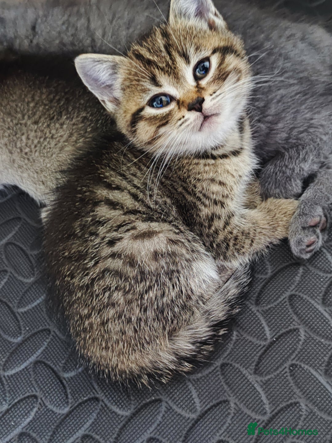 British Shorthair cats for sale: British Shorthair Kittens Full Pedigree Parents  - Advert 19