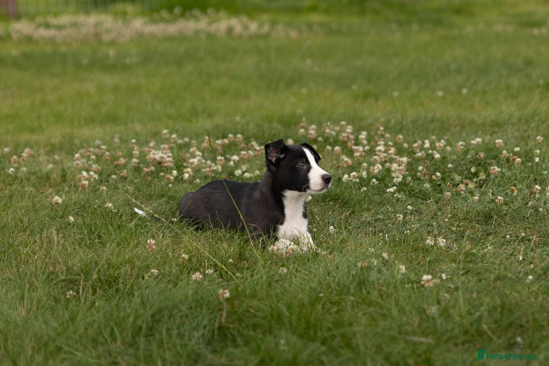Mixed Breed dogs for sale: 🐾 Jack Russell x Border Collie Puppies  - Image 22