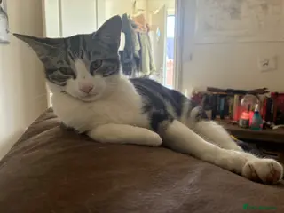 Mixed Breed cats Marielle - Advert 7