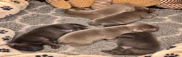 Labrador Retriever dogs for sale:  KC REGISTERED SILVER & CHARCOAL LABR RETRIEVER   - Advert 4