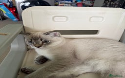Scottish Fold cats for sale: British Shorthair and Scottish Fold - Image 23