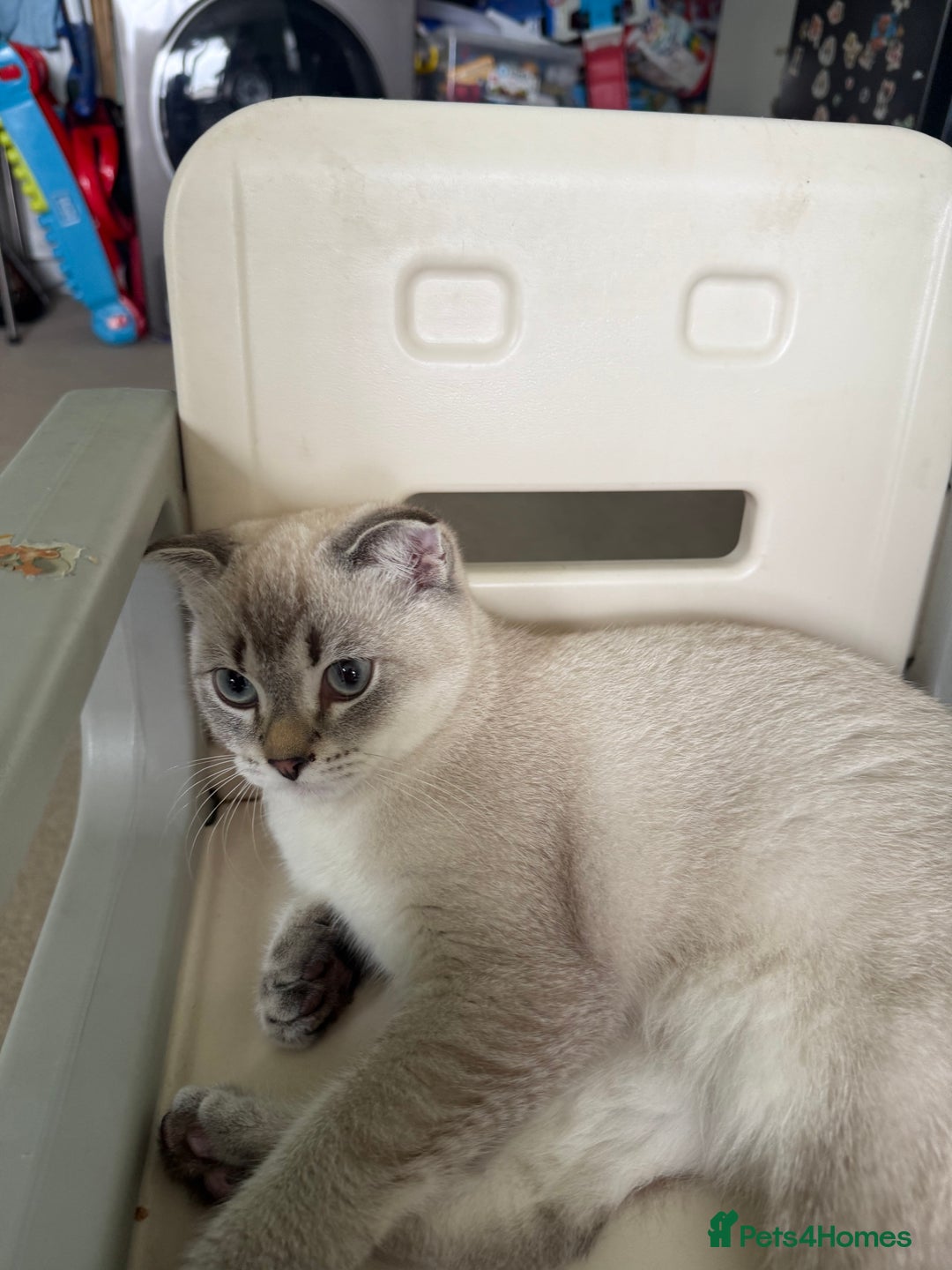 Scottish Fold cats for sale: British Shorthair and Scottish Fold - Image 23