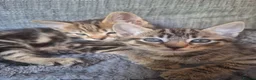 Mixed Breed cats for sale: 2 litters of 2 mommy in Preston - Advert 23
