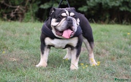 English Bulldog dogs for stud: Black and Tan English bulldog - Image 2