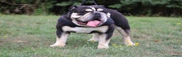English Bulldog dogs for stud: Black and Tan English bulldog - Advert 2