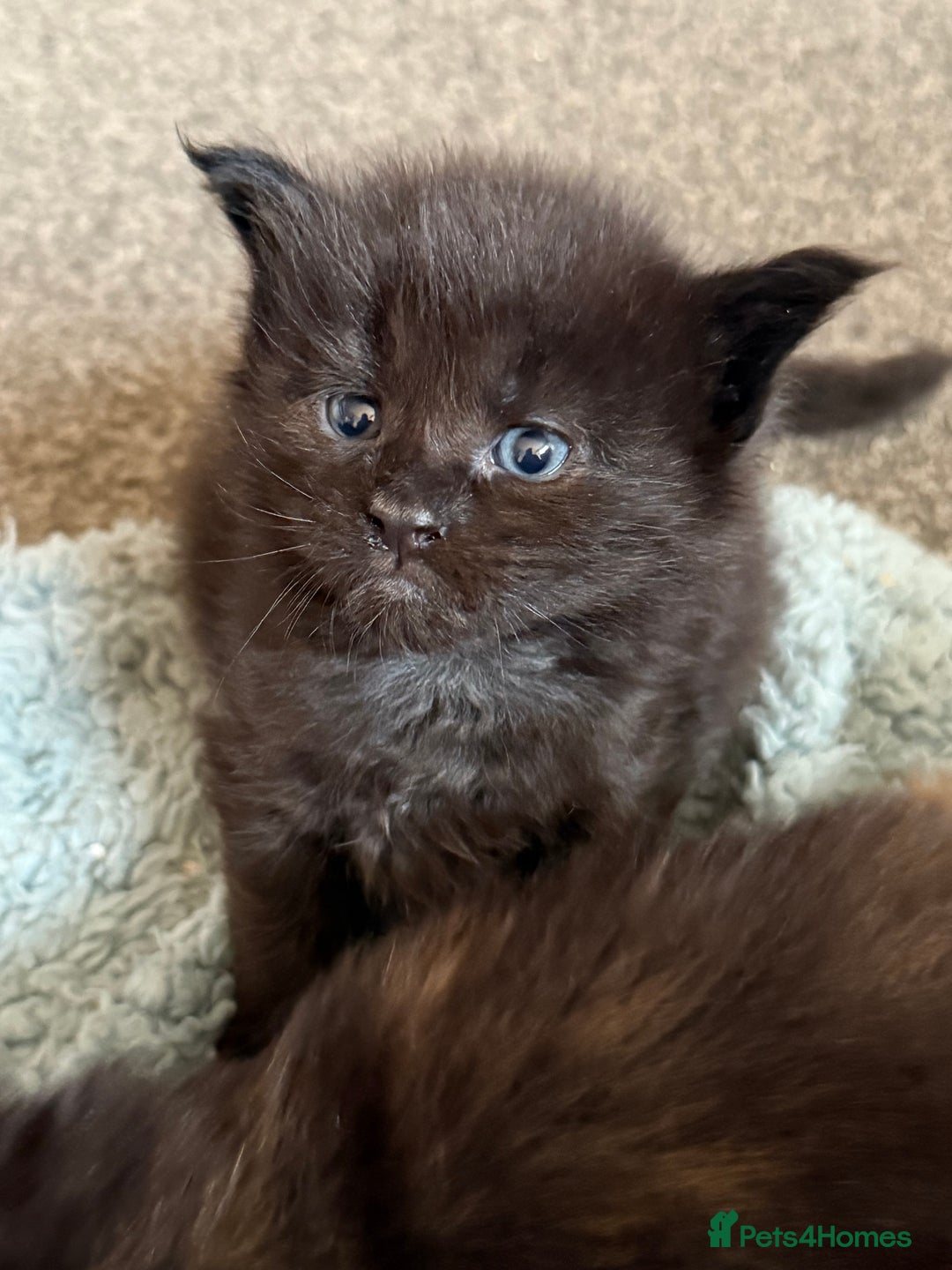 Maine Coon cats for sale: Beautiful Maine Coon Kittens - Advert 12