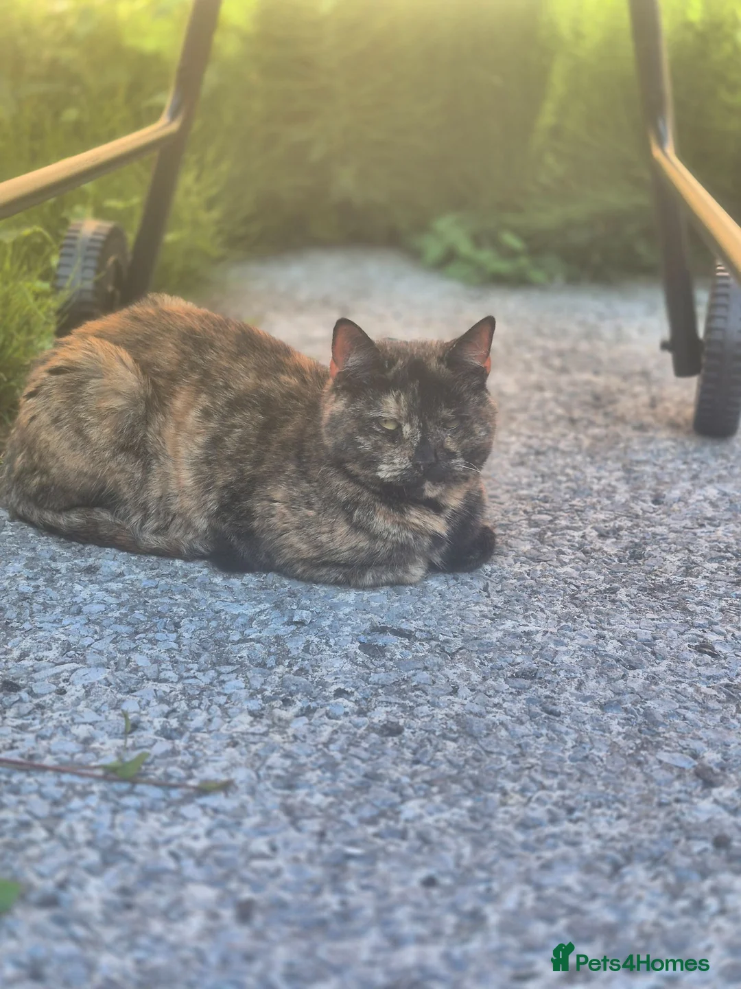 Domestic Shorthair cats for sale: Kittens in Ormskirk - Advert 1