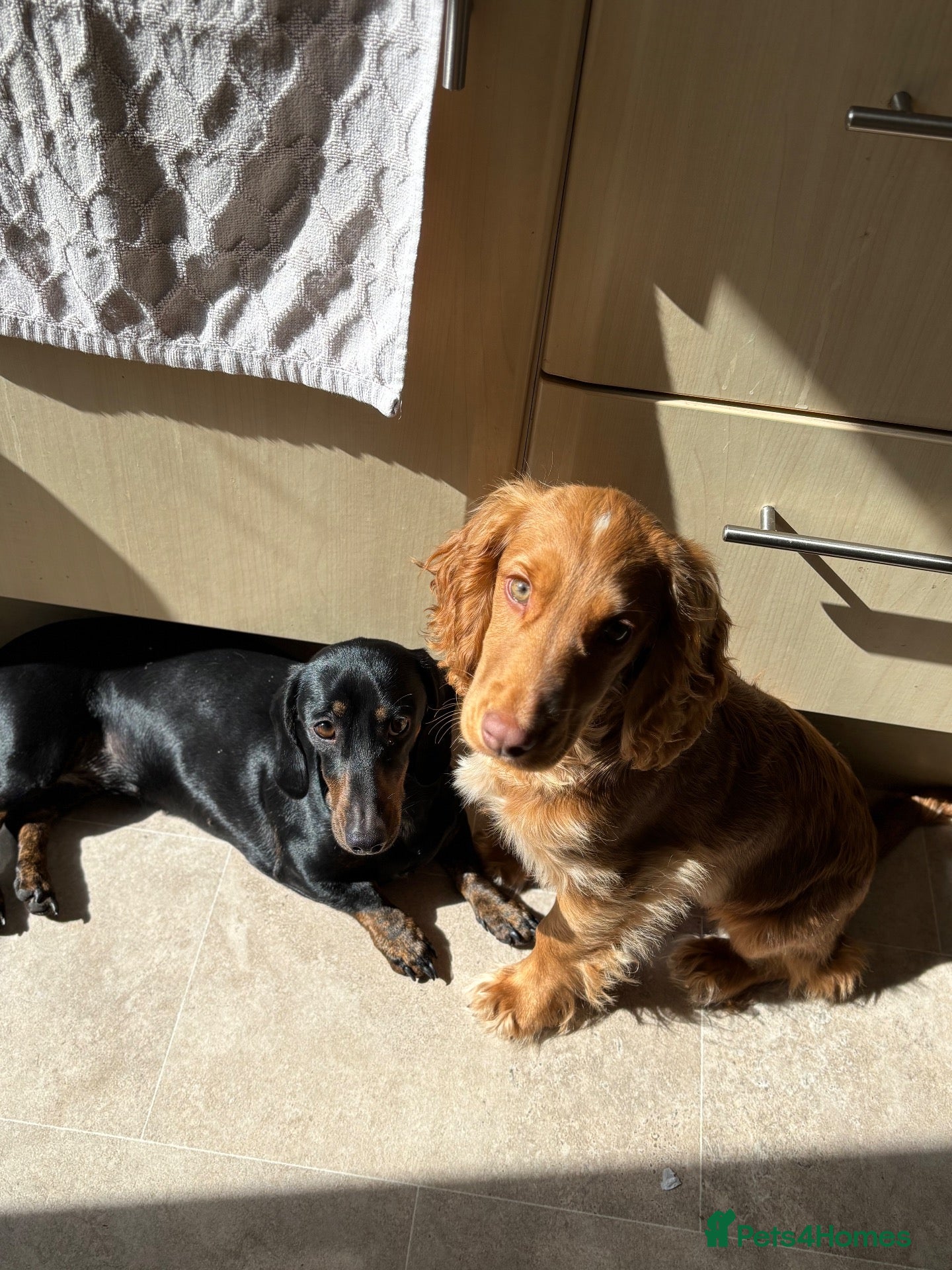 Mixed Breed dogs Docker Puppies  - Advert 1