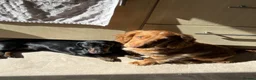 Mixed Breed dogs for sale: Docker Puppies  in Sittingbourne - Advert 1