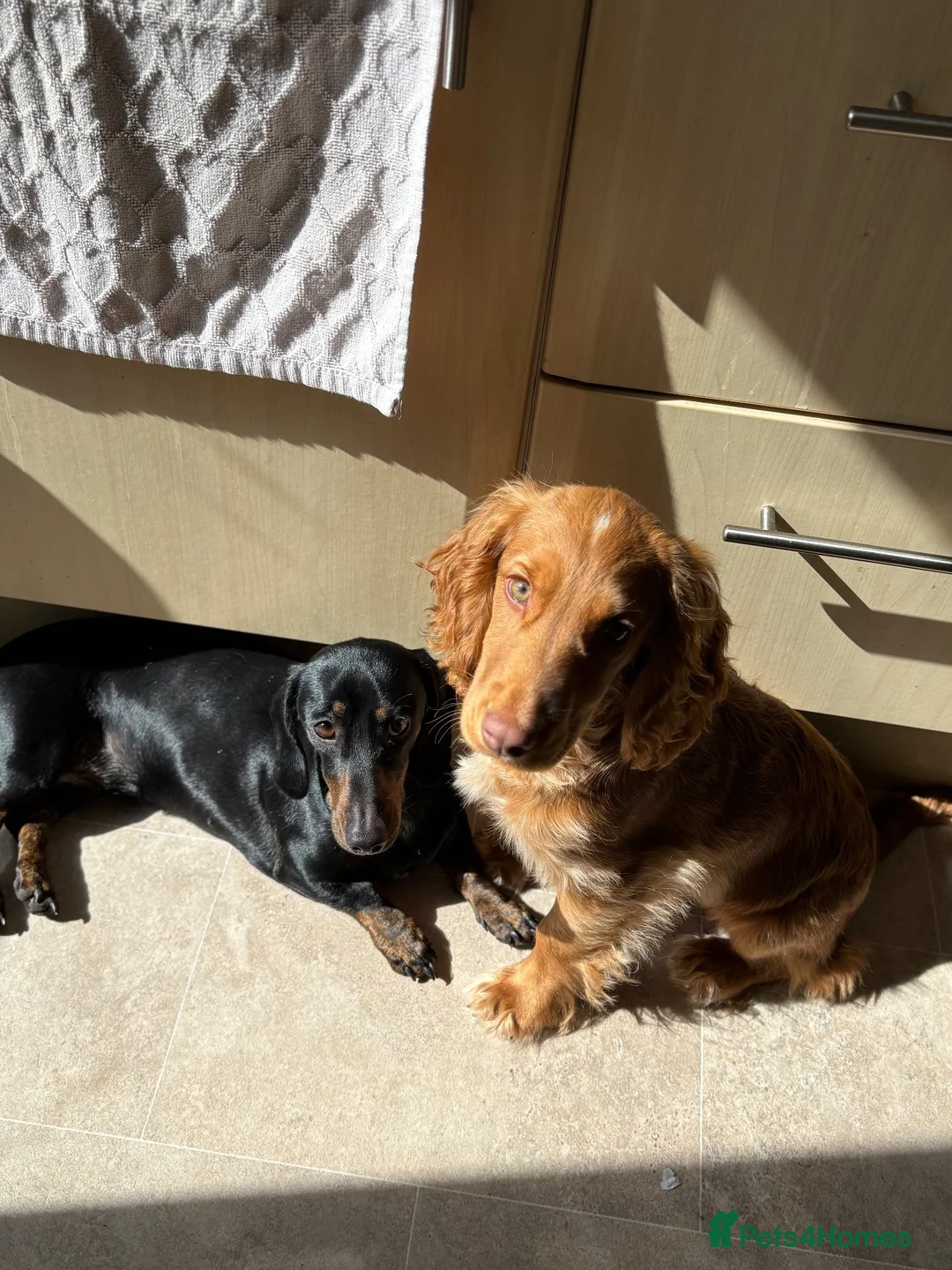 Mixed Breed dogs for sale: Docker Puppies  in Sittingbourne - Advert 1